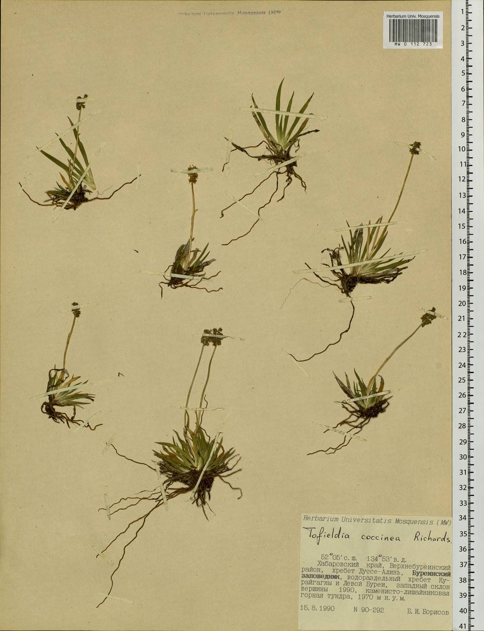 Tofieldia coccinea Richardson, Siberia, Russian Far East (S6) (Russia)