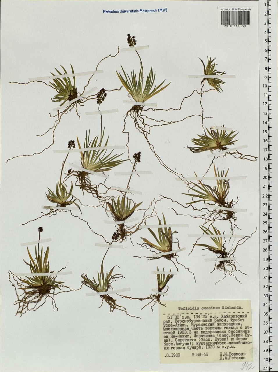 Tofieldia coccinea Richardson, Siberia, Russian Far East (S6) (Russia)