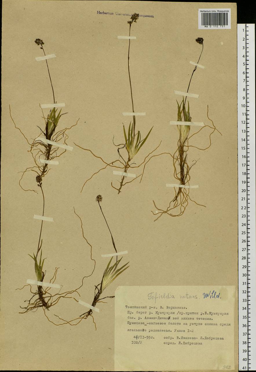 Tofieldia coccinea Richardson, Siberia, Yakutia (S5) (Russia)