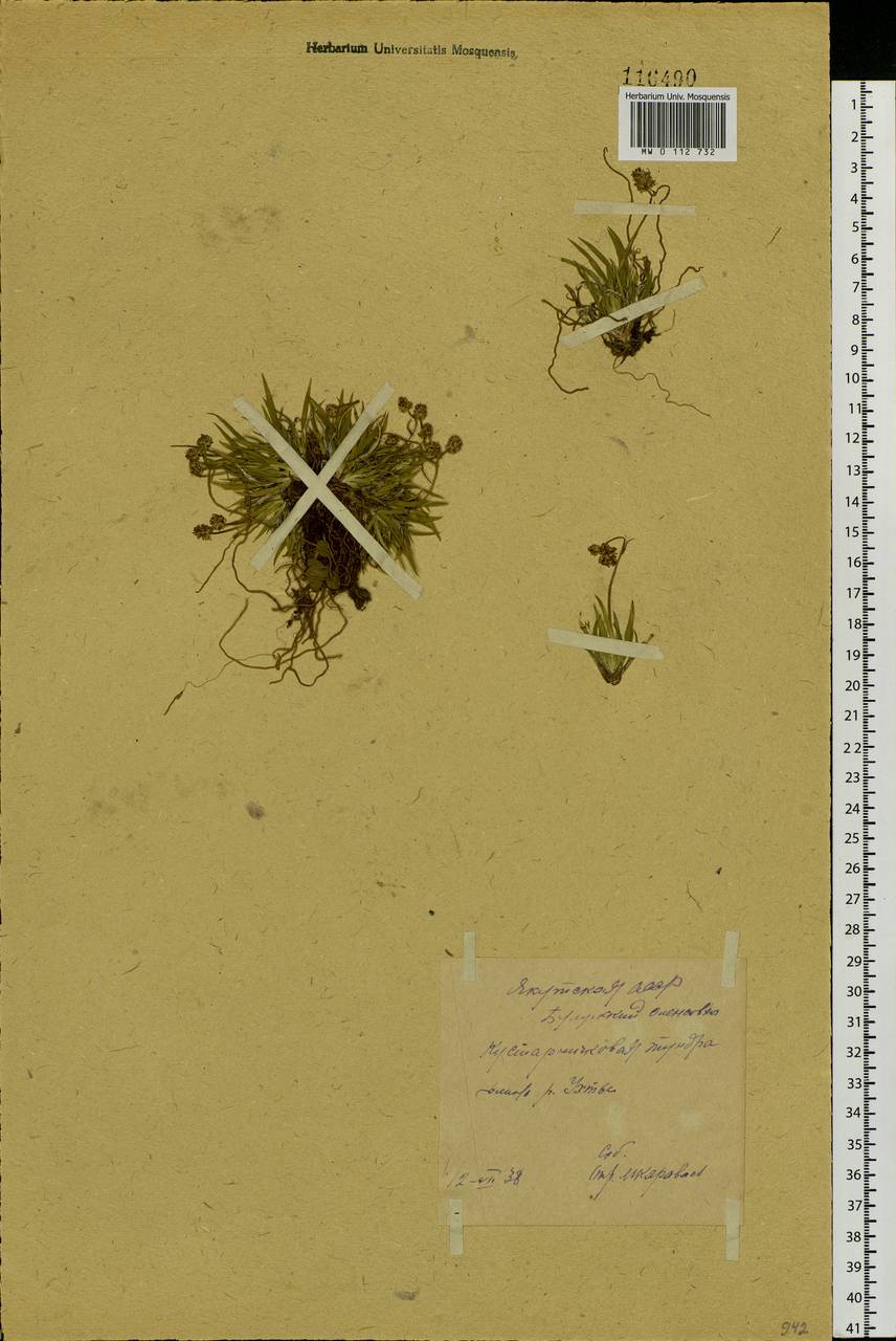 Tofieldia coccinea Richardson, Siberia, Yakutia (S5) (Russia)