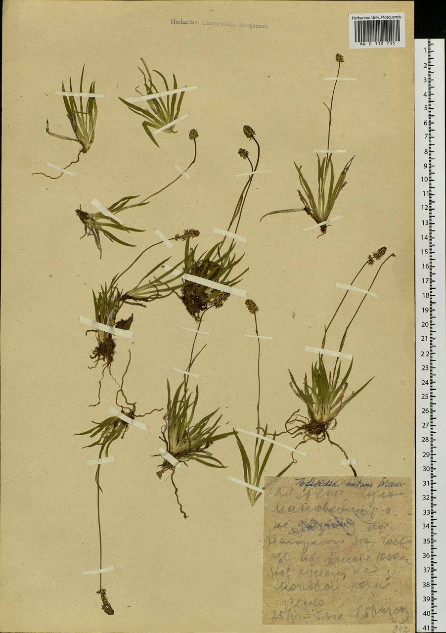 Tofieldia coccinea Richardson, Siberia, Yakutia (S5) (Russia)