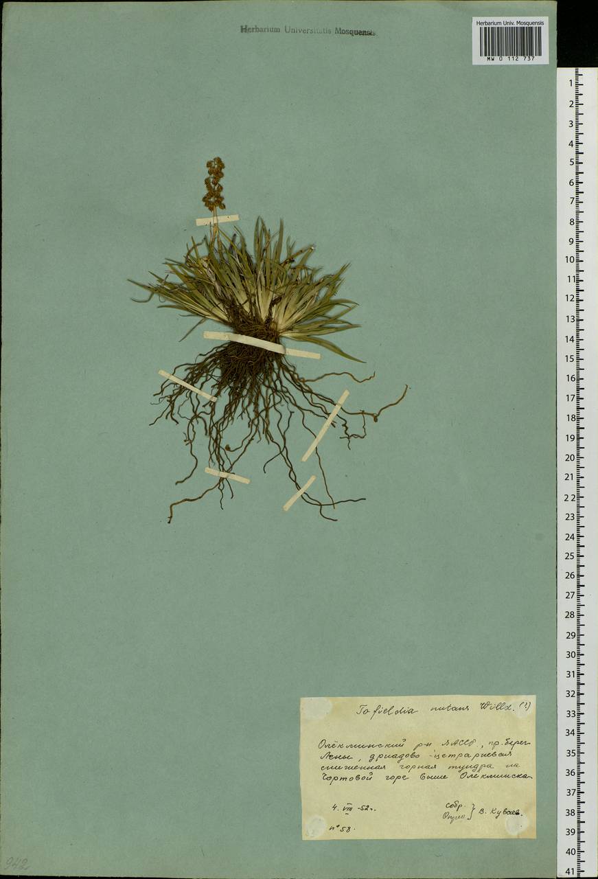 Tofieldia coccinea Richardson, Siberia, Yakutia (S5) (Russia)