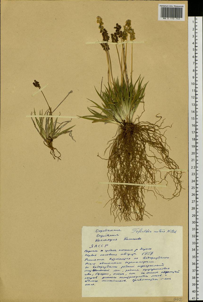 Tofieldia coccinea Richardson, Siberia, Yakutia (S5) (Russia)