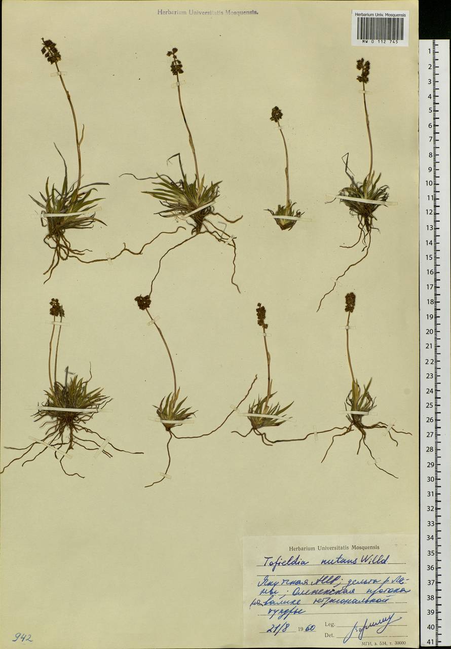 Tofieldia coccinea Richardson, Siberia, Yakutia (S5) (Russia)