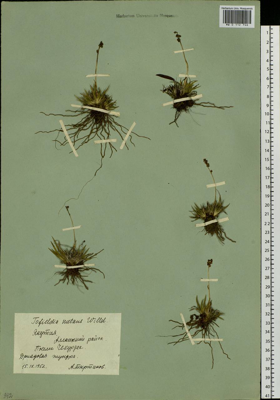 Tofieldia coccinea Richardson, Siberia, Yakutia (S5) (Russia)