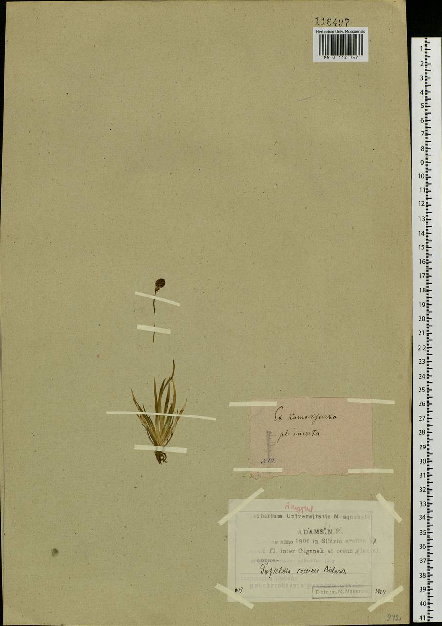 Tofieldia coccinea Richardson, Siberia, Yakutia (S5) (Russia)