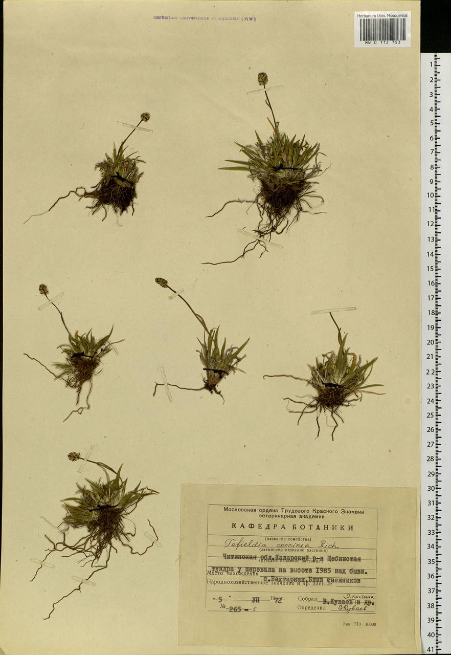 Tofieldia coccinea Richardson, Siberia, Baikal & Transbaikal region (S4) (Russia)