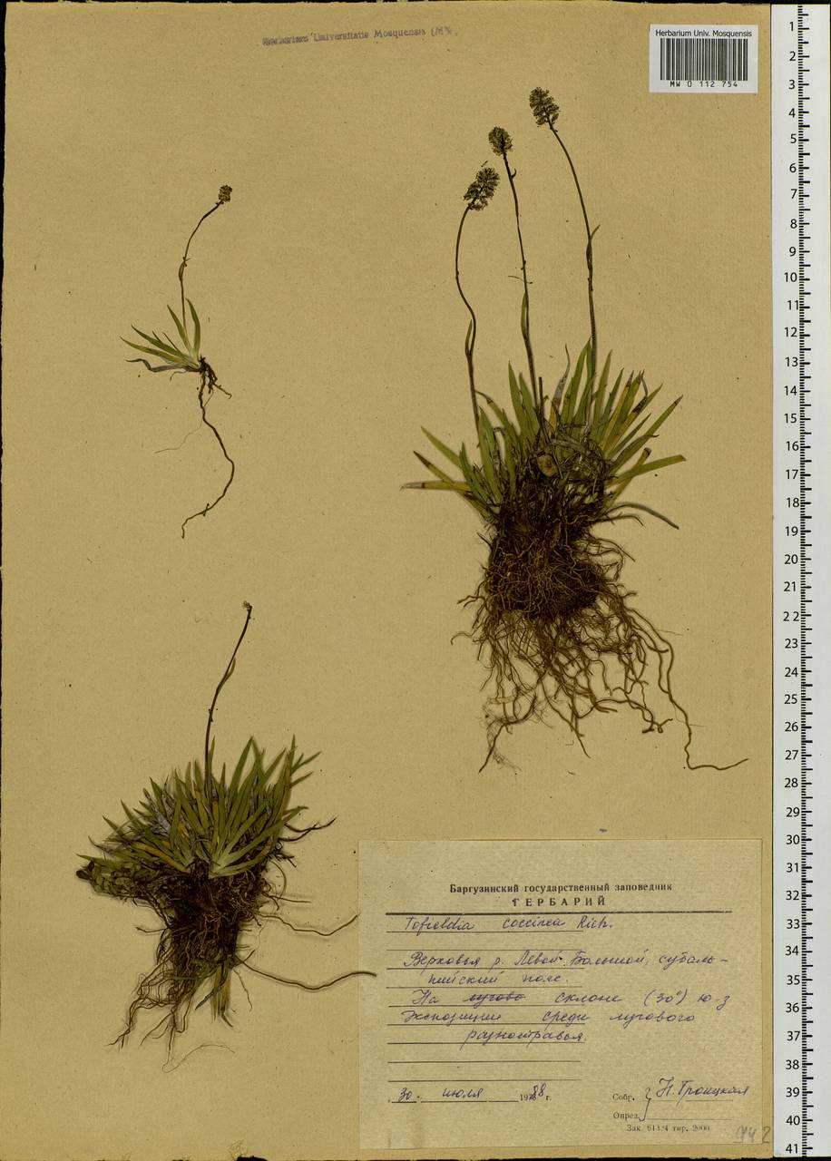 Tofieldia coccinea Richardson, Siberia, Baikal & Transbaikal region (S4) (Russia)