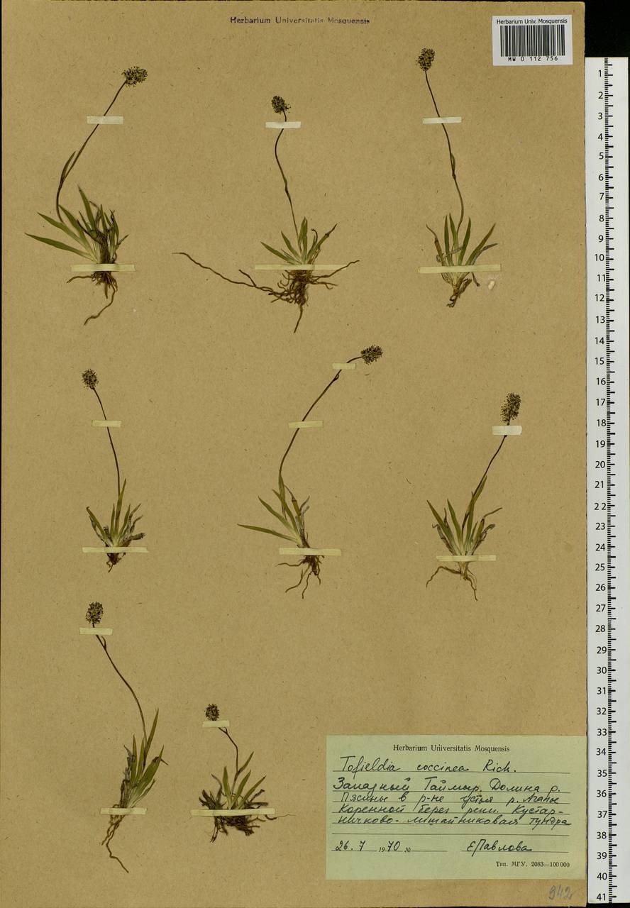 Tofieldia coccinea Richardson, Siberia, Central Siberia (S3) (Russia)
