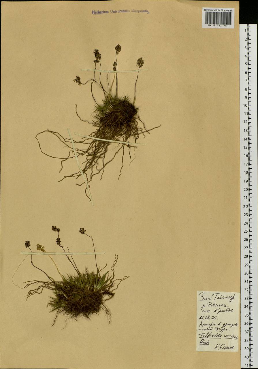 Tofieldia coccinea Richardson, Siberia, Central Siberia (S3) (Russia)