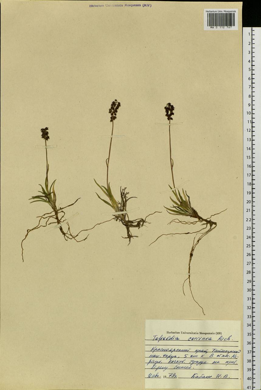 Tofieldia coccinea Richardson, Siberia, Central Siberia (S3) (Russia)