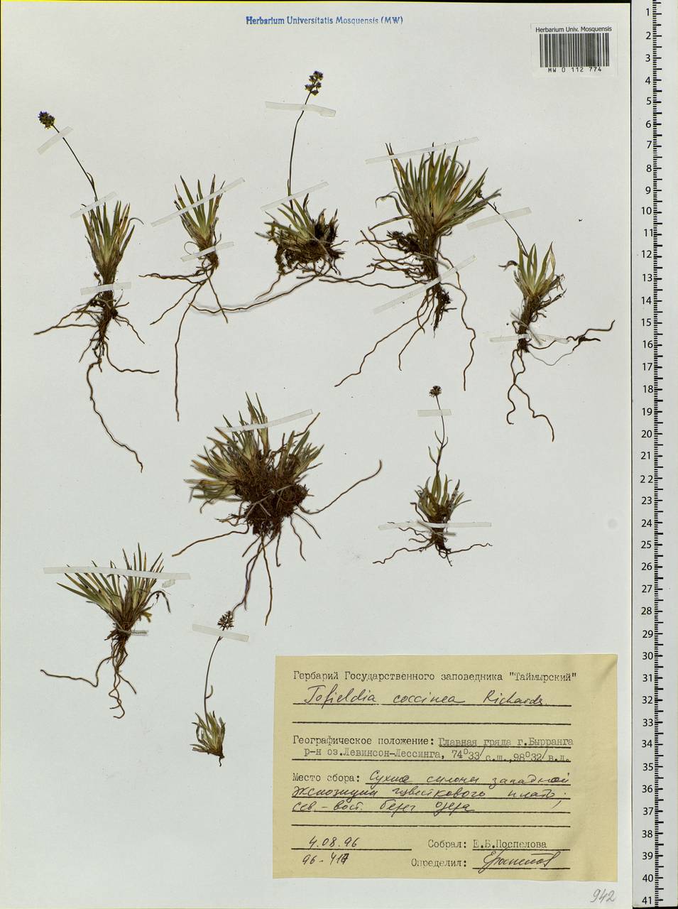 Tofieldia coccinea Richardson, Siberia, Central Siberia (S3) (Russia)