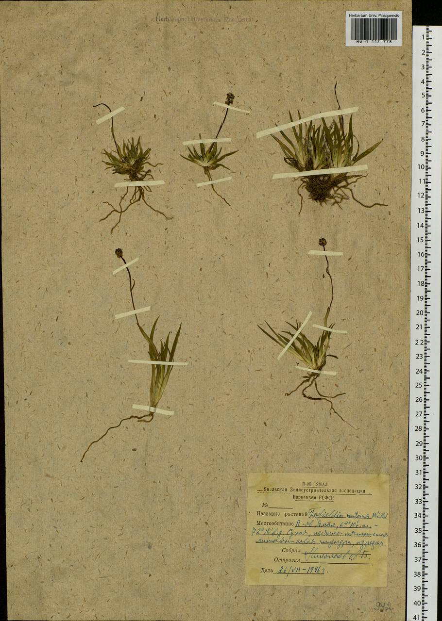 Tofieldia coccinea Richardson, Siberia, Western Siberia (S1) (Russia)