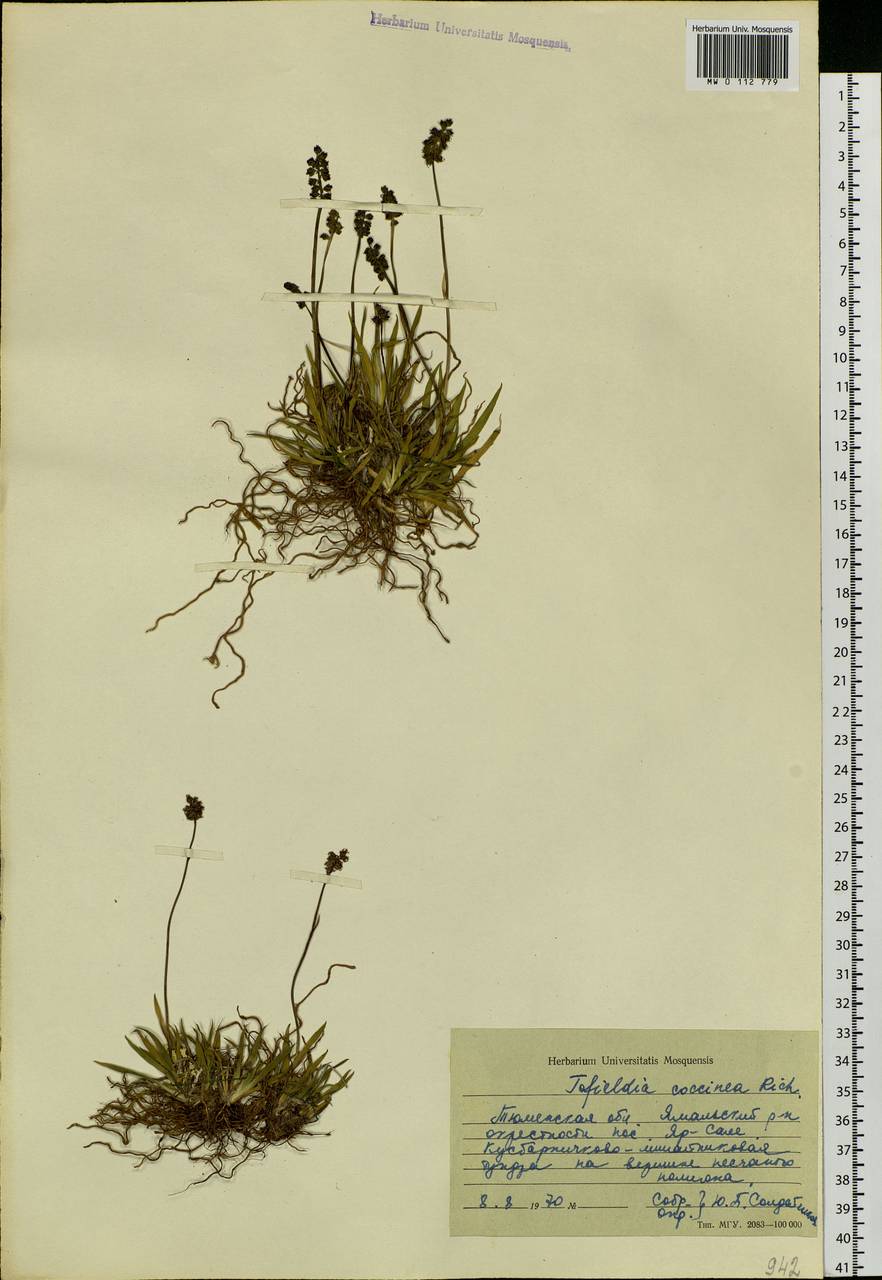 Tofieldia coccinea Richardson, Siberia, Western Siberia (S1) (Russia)