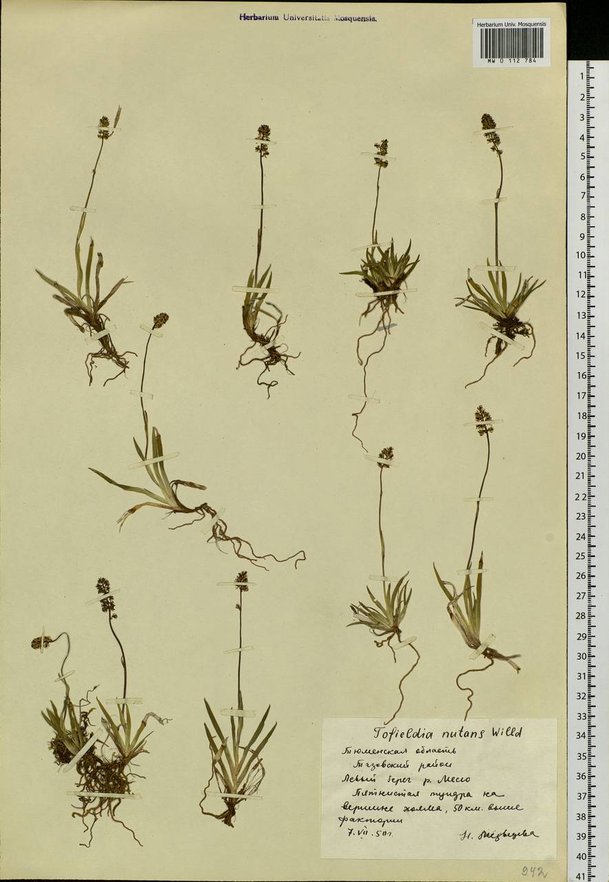 Tofieldia coccinea Richardson, Siberia, Western Siberia (S1) (Russia)