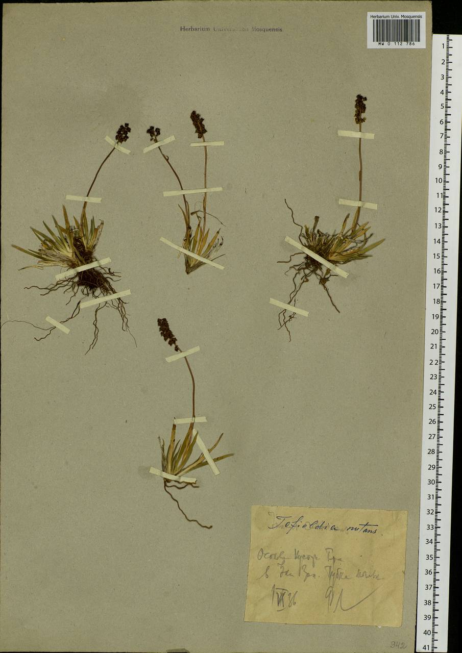 Tofieldia coccinea Richardson, Siberia, Western Siberia (S1) (Russia)