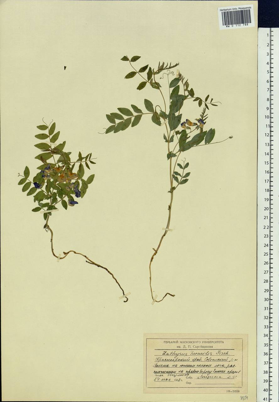 Lathyrus humilis (Ser.)Spreng., Siberia, Central Siberia (S3) (Russia)