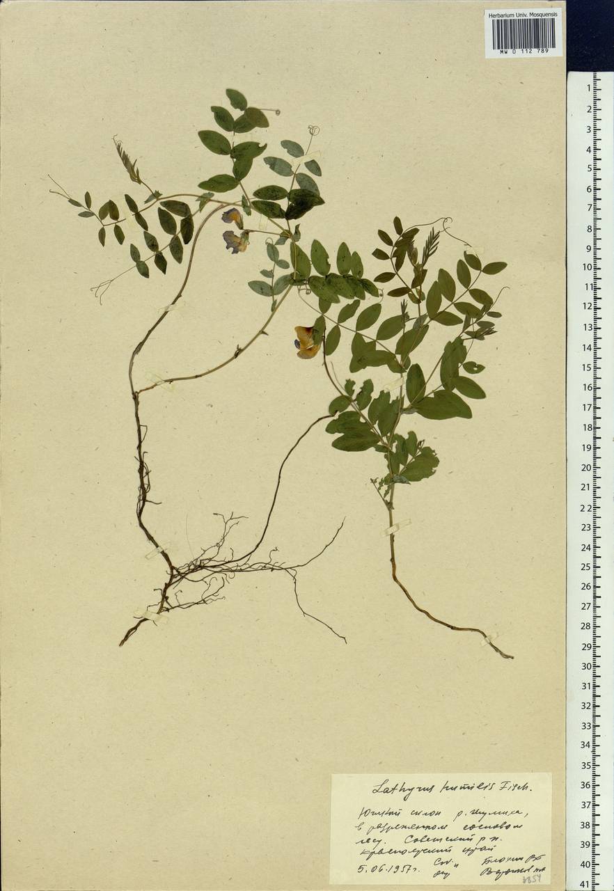 Lathyrus humilis (Ser.)Spreng., Siberia, Central Siberia (S3) (Russia)