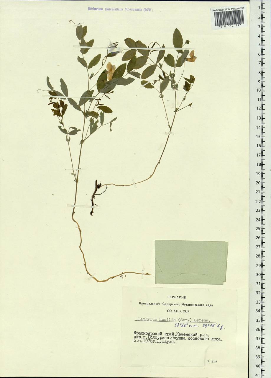 Lathyrus humilis (Ser.)Spreng., Siberia, Central Siberia (S3) (Russia)