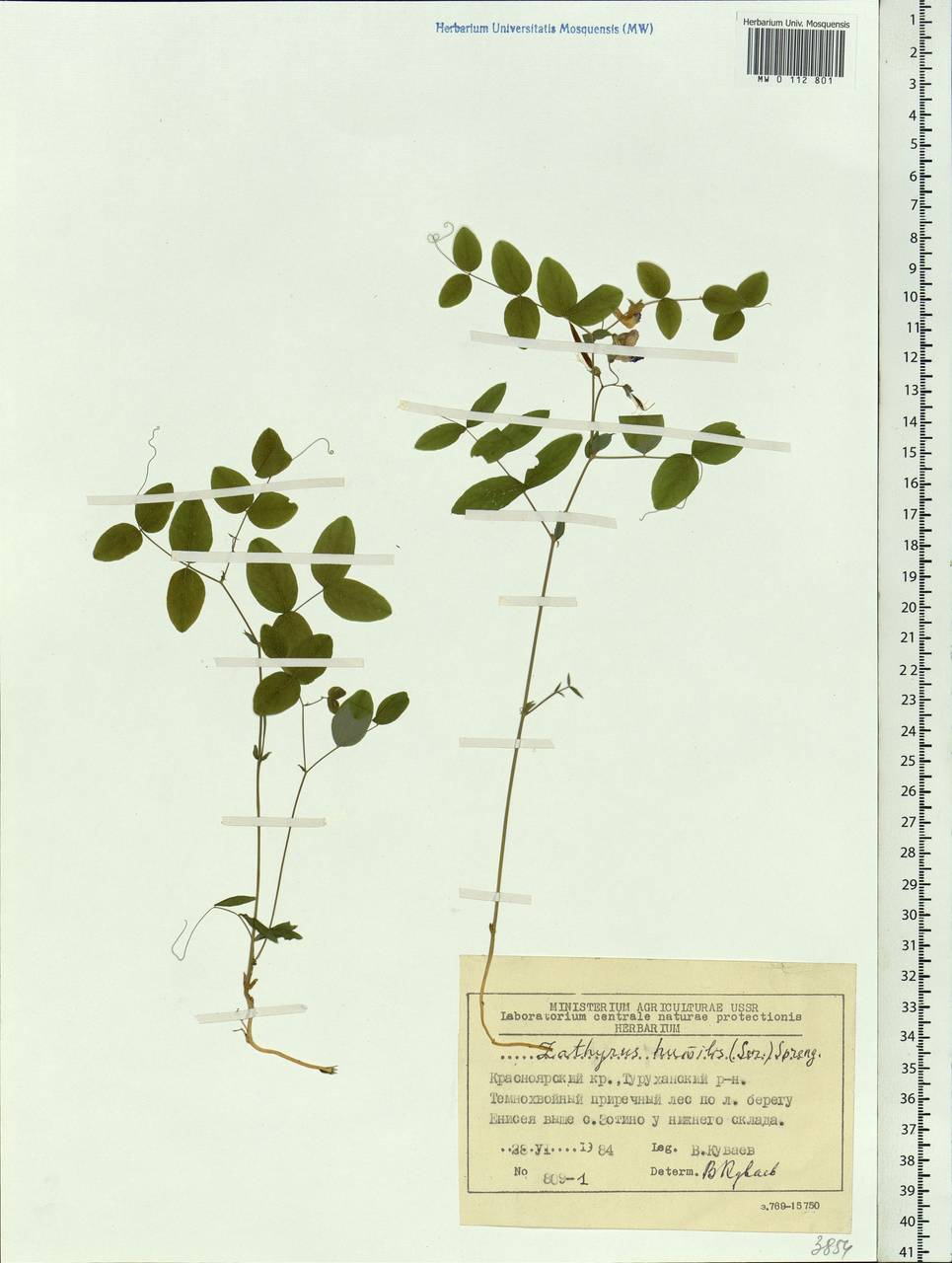 Lathyrus humilis (Ser.)Spreng., Siberia, Central Siberia (S3) (Russia)