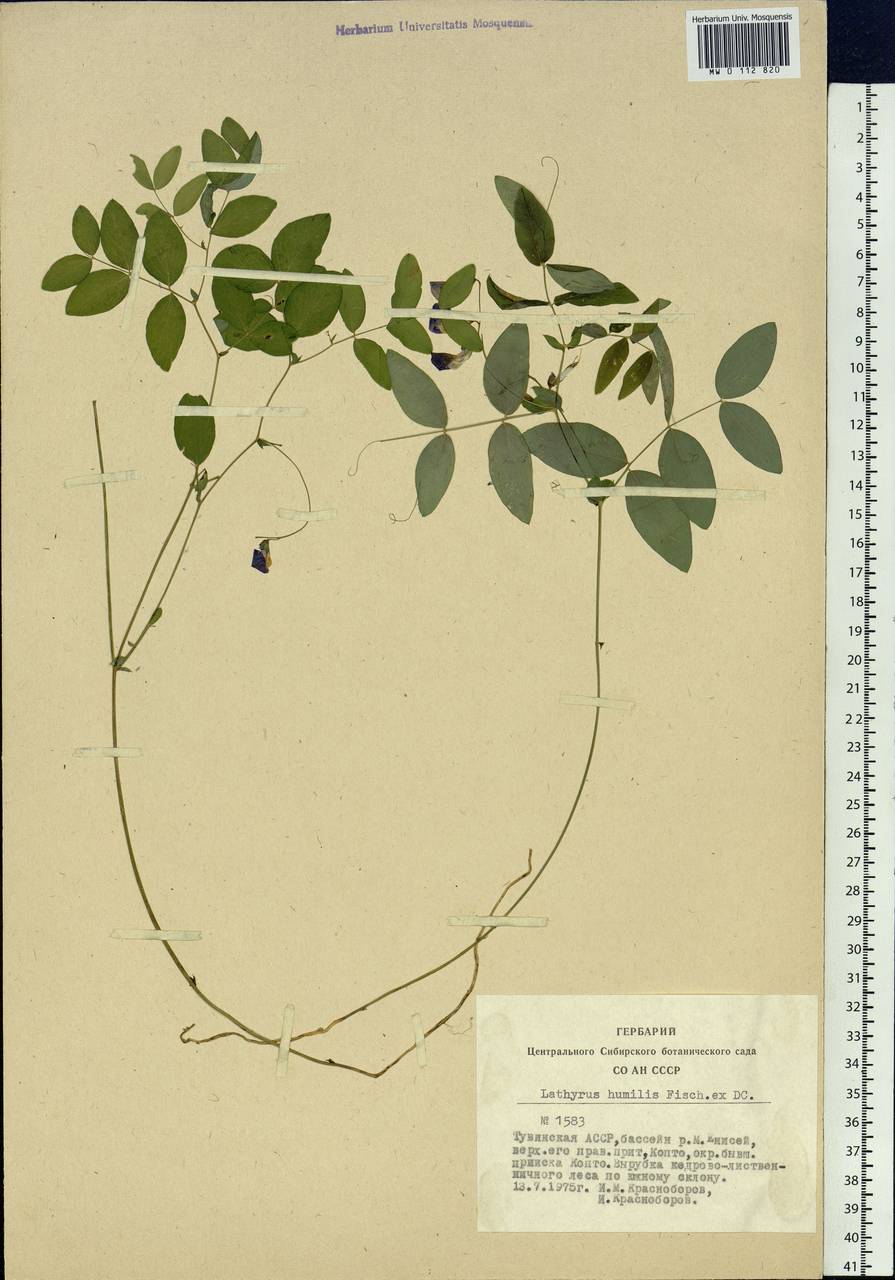 Lathyrus humilis (Ser.)Spreng., Siberia, Altai & Sayany Mountains (S2) (Russia)