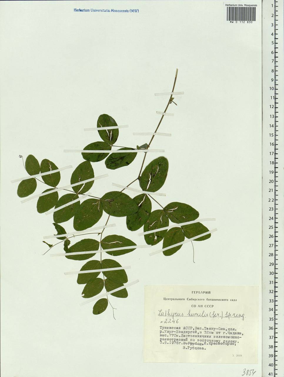 Lathyrus humilis (Ser.)Spreng., Siberia, Altai & Sayany Mountains (S2) (Russia)