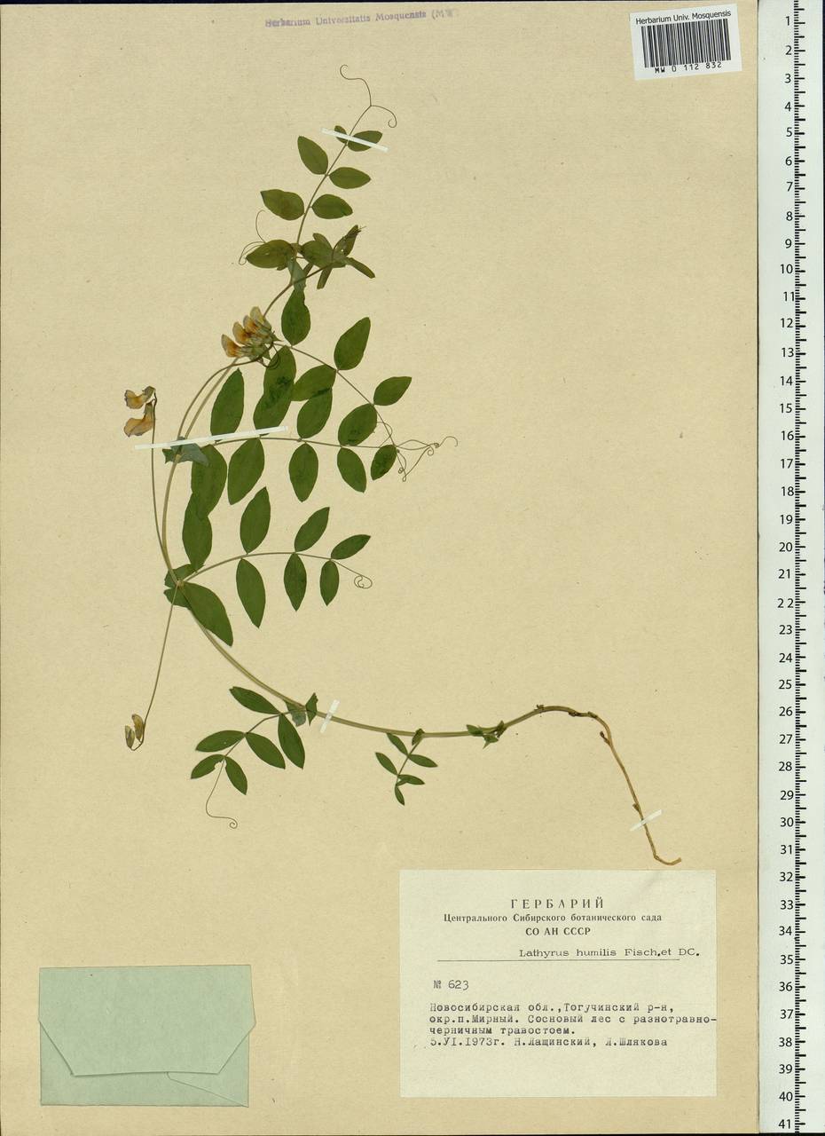 Lathyrus humilis (Ser.) Fisch. ex Spreng., Siberia, Western Siberia (S1) (Russia)