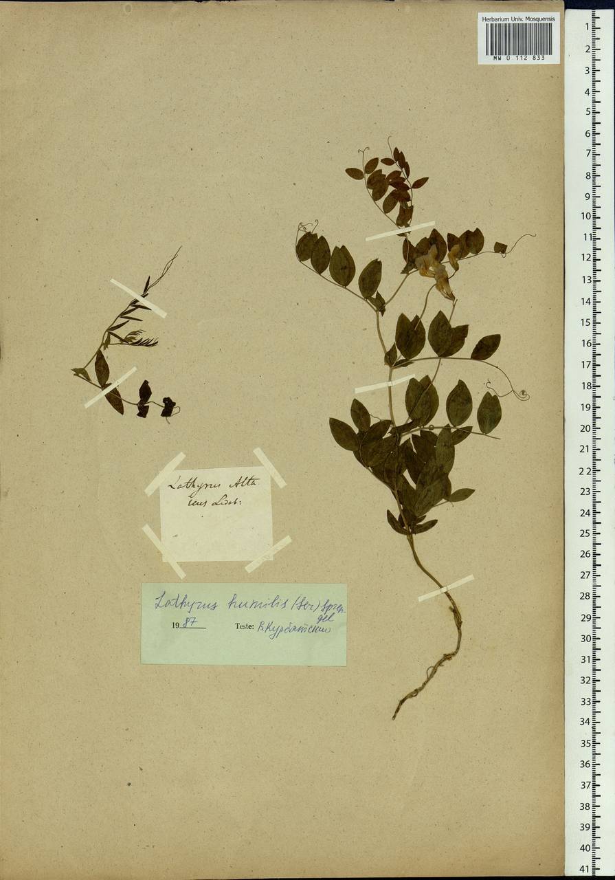 Lathyrus humilis (Ser.)Spreng., Siberia (no precise locality) (S0) (Russia)