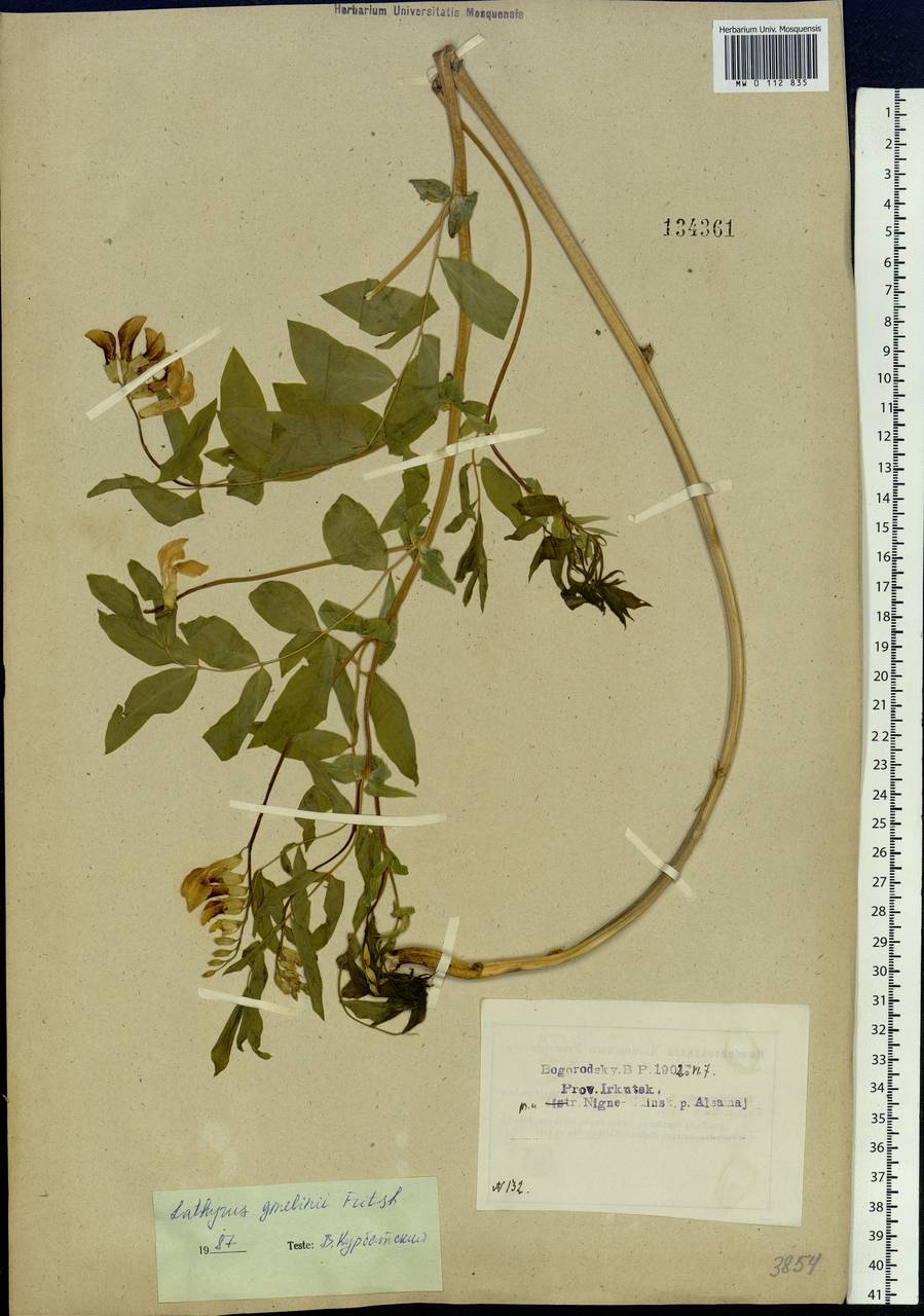 Lathyrus gmelinii Fritsch, Siberia, Baikal & Transbaikal region (S4) (Russia)
