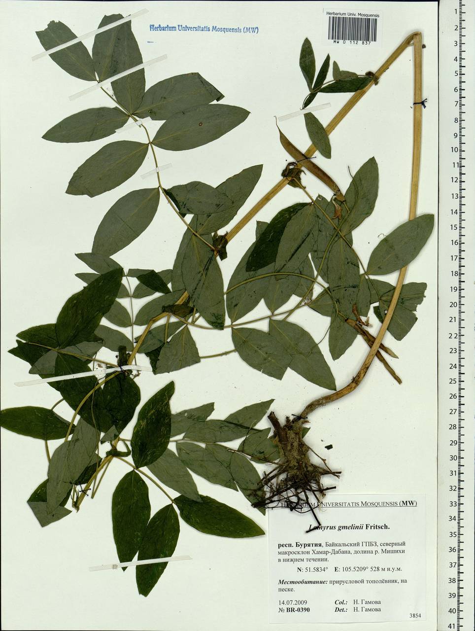 Lathyrus gmelinii Fritsch, Siberia, Baikal & Transbaikal region (S4) (Russia)