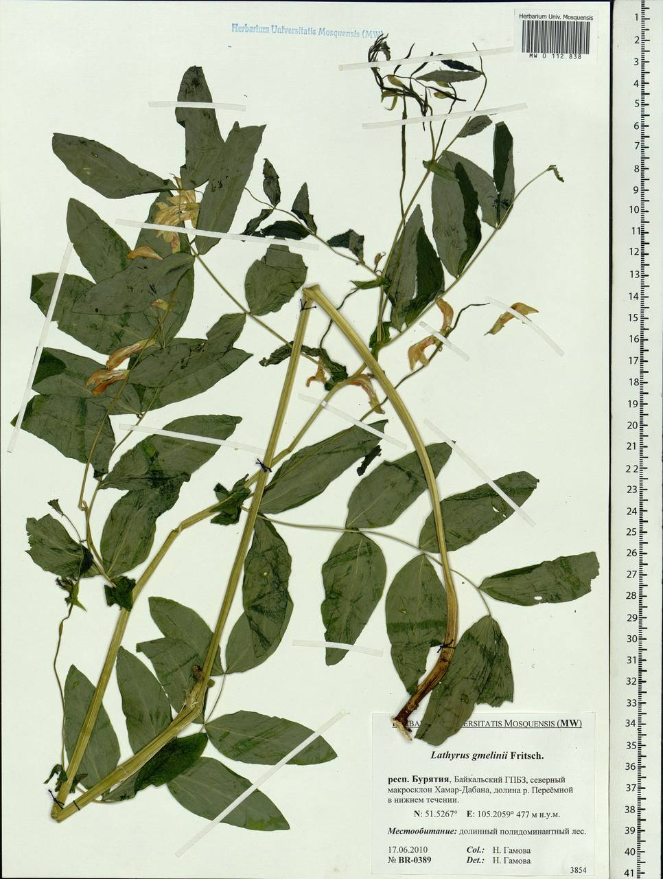 Lathyrus gmelinii Fritsch, Siberia, Baikal & Transbaikal region (S4) (Russia)