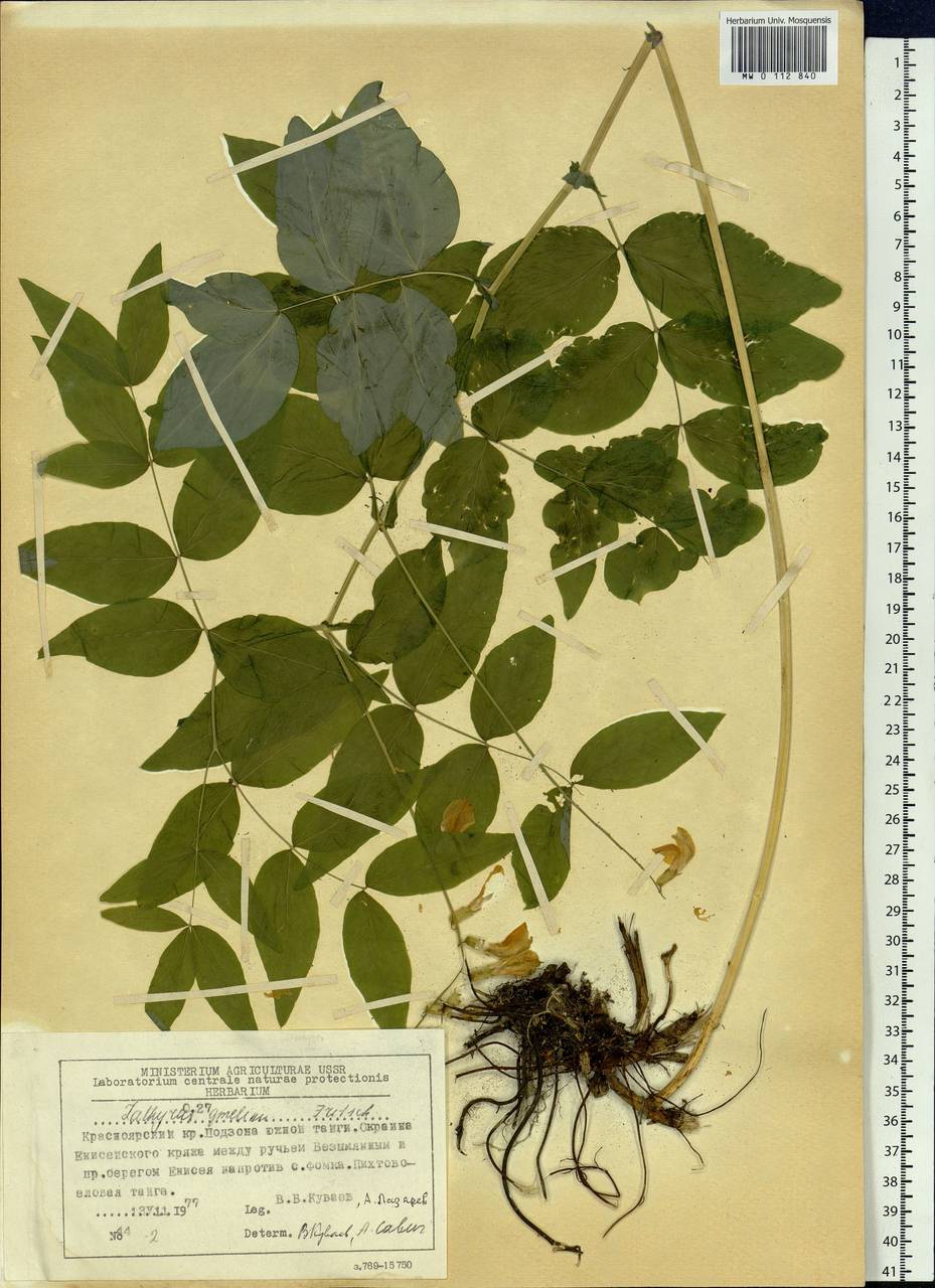 Lathyrus gmelinii Fritsch, Siberia, Central Siberia (S3) (Russia)