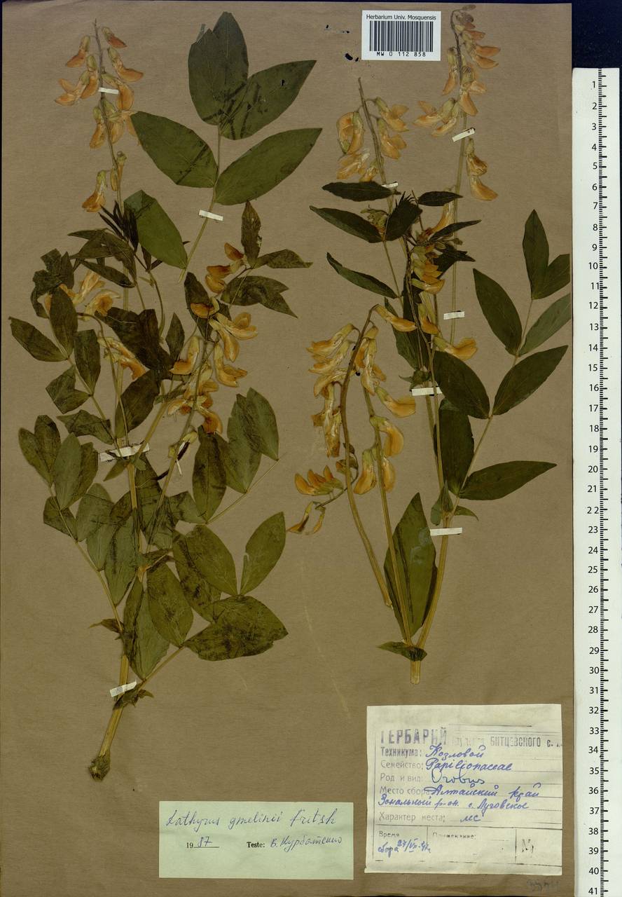 Lathyrus gmelinii (Fisch. ex Ser.) Fritsch, Siberia, Altai & Sayany Mountains (S2) (Russia)