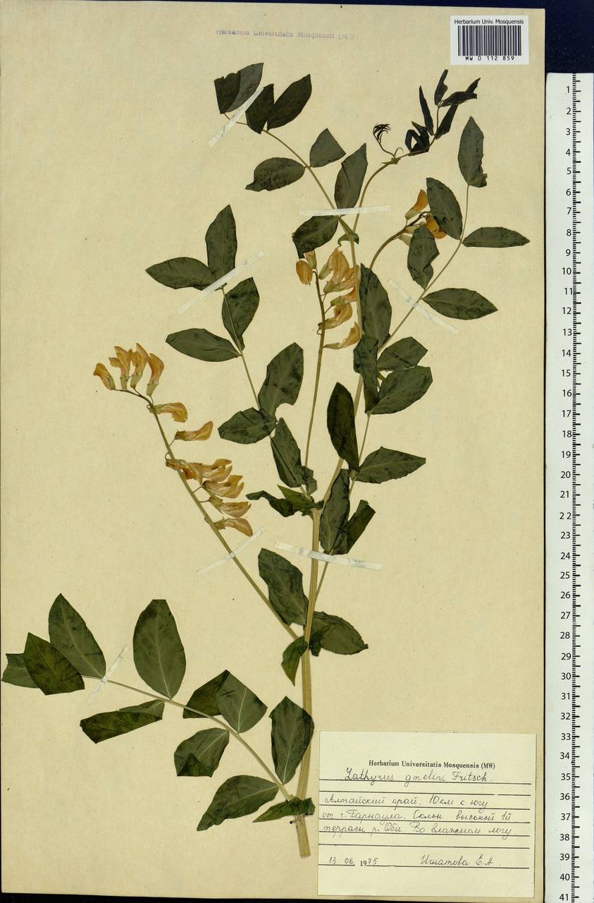 Lathyrus gmelinii Fritsch, Siberia, Altai & Sayany Mountains (S2) (Russia)