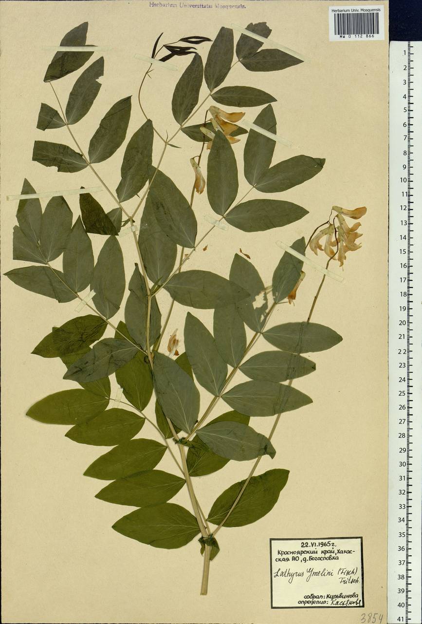 Lathyrus gmelinii Fritsch, Siberia, Altai & Sayany Mountains (S2) (Russia)
