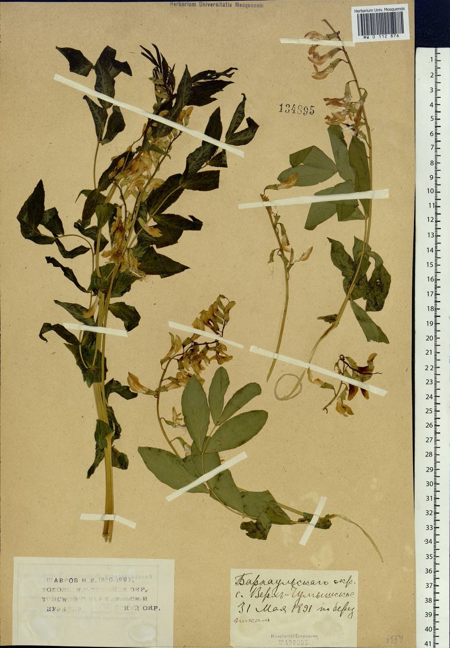 Lathyrus gmelinii Fritsch, Siberia, Altai & Sayany Mountains (S2) (Russia)