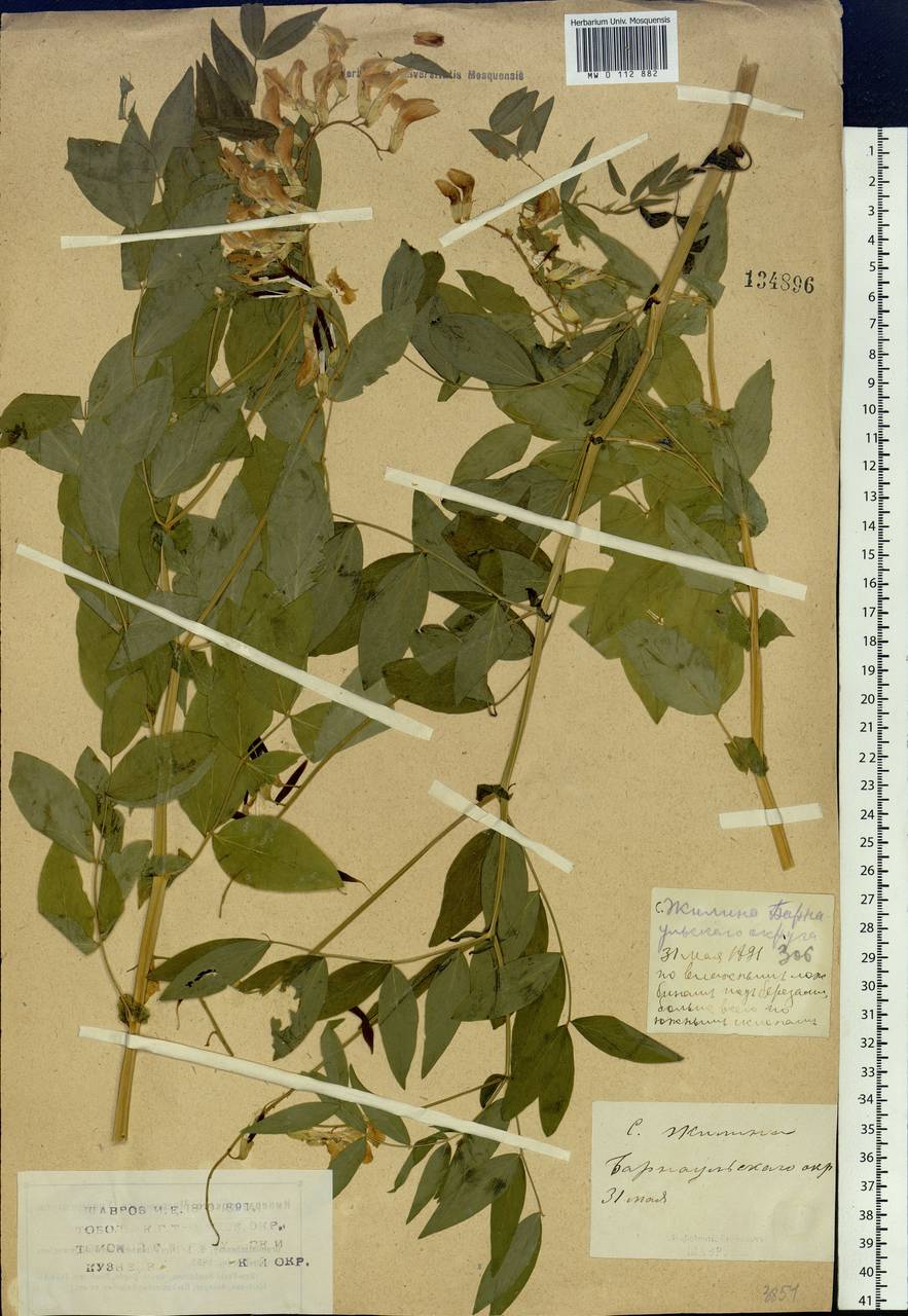 Lathyrus gmelinii Fritsch, Siberia, Altai & Sayany Mountains (S2) (Russia)