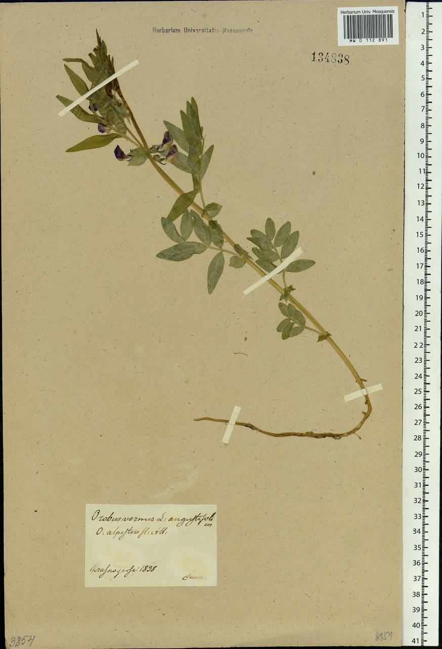 Lathyrus frolovii Rupr., Siberia, Central Siberia (S3) (Russia)
