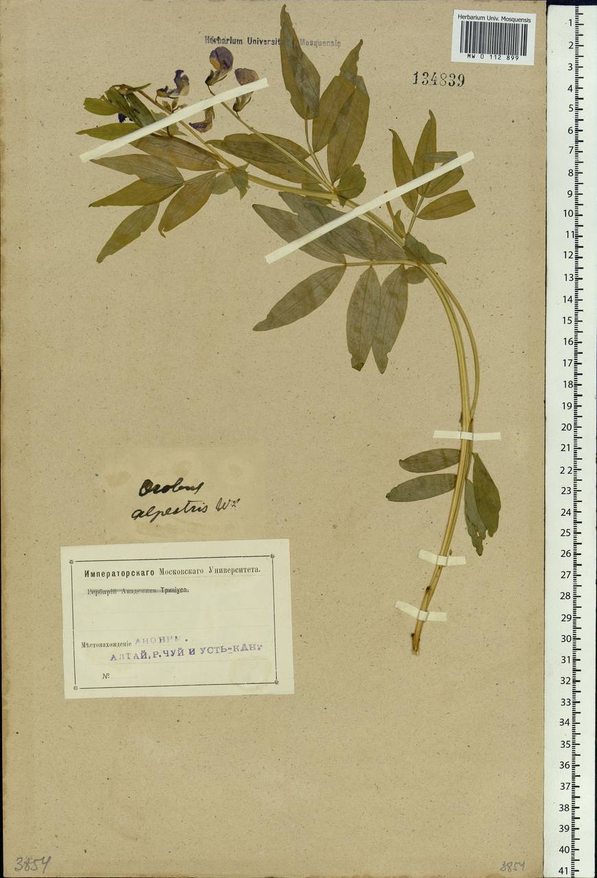 Lathyrus frolovii Rupr., Siberia, Altai & Sayany Mountains (S2) (Russia)