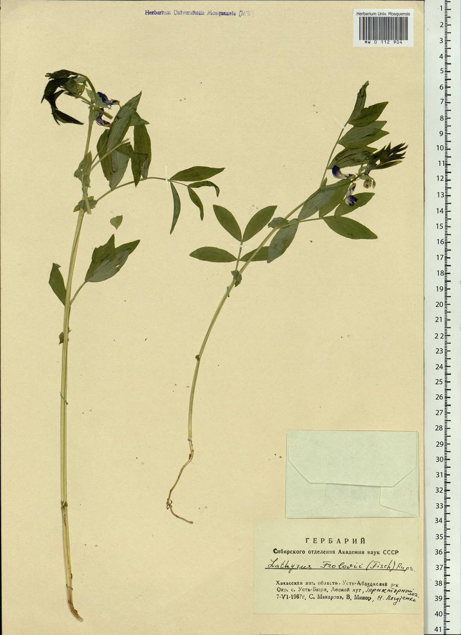 Lathyrus frolovii Rupr., Siberia, Altai & Sayany Mountains (S2) (Russia)
