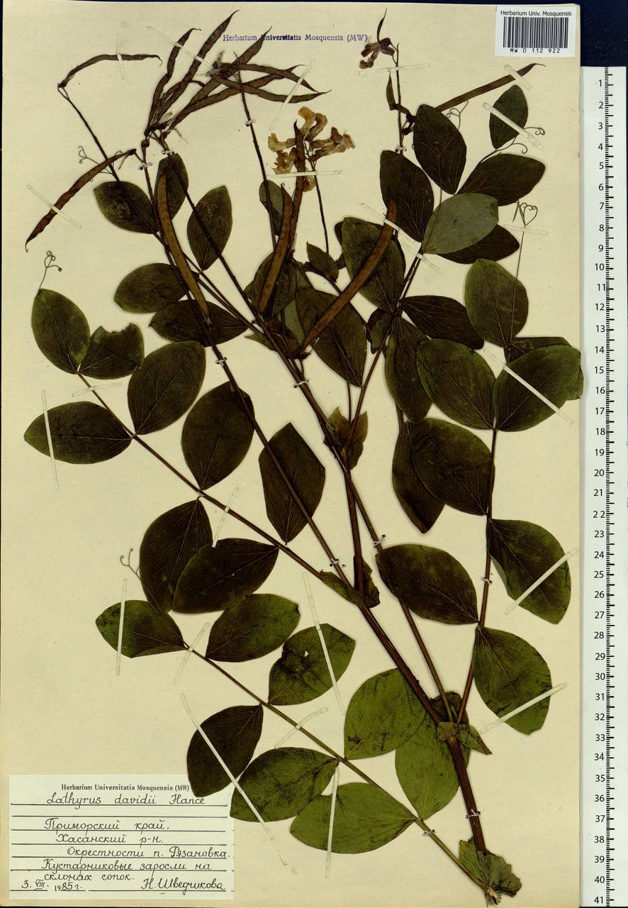 Lathyrus davidii Hance, Siberia, Russian Far East (S6) (Russia)