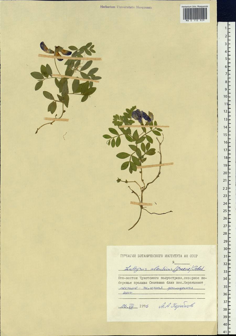 Lathyrus japonicus Willd., Siberia, Chukotka & Kamchatka (S7) (Russia)