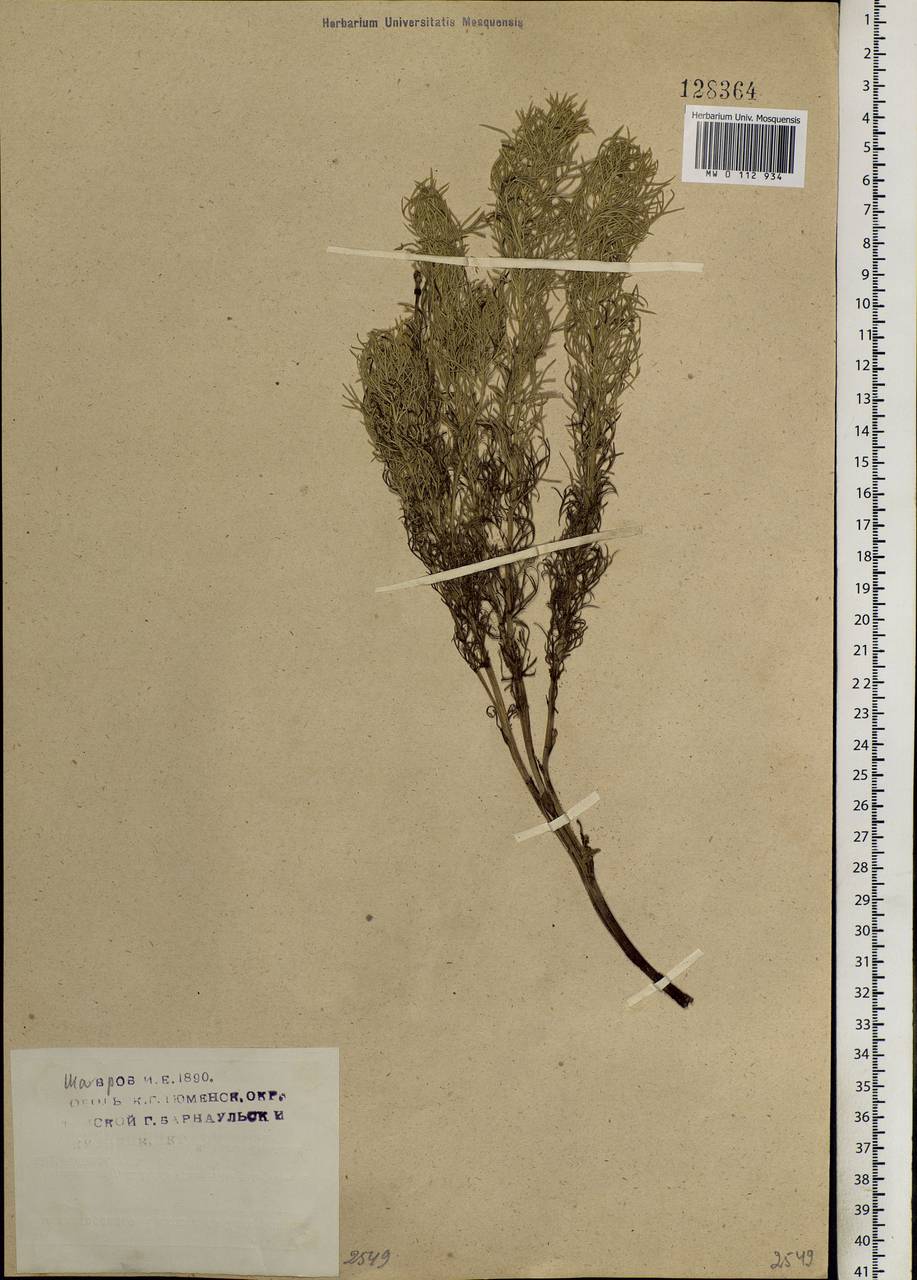 Adonis vernalis L., Siberia, Western Siberia (S1) (Russia)