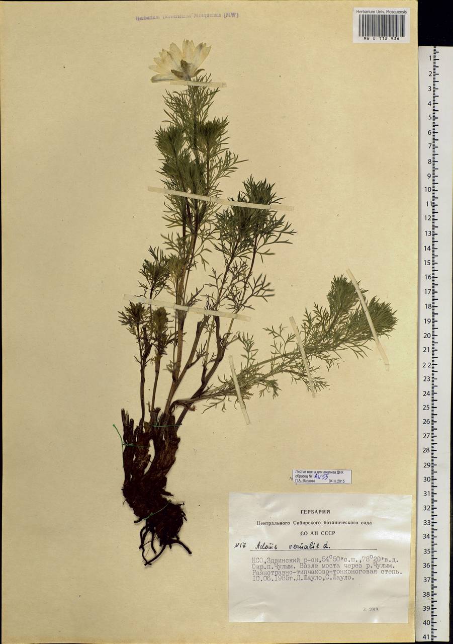 Adonis vernalis L., Siberia, Western Siberia (S1) (Russia)