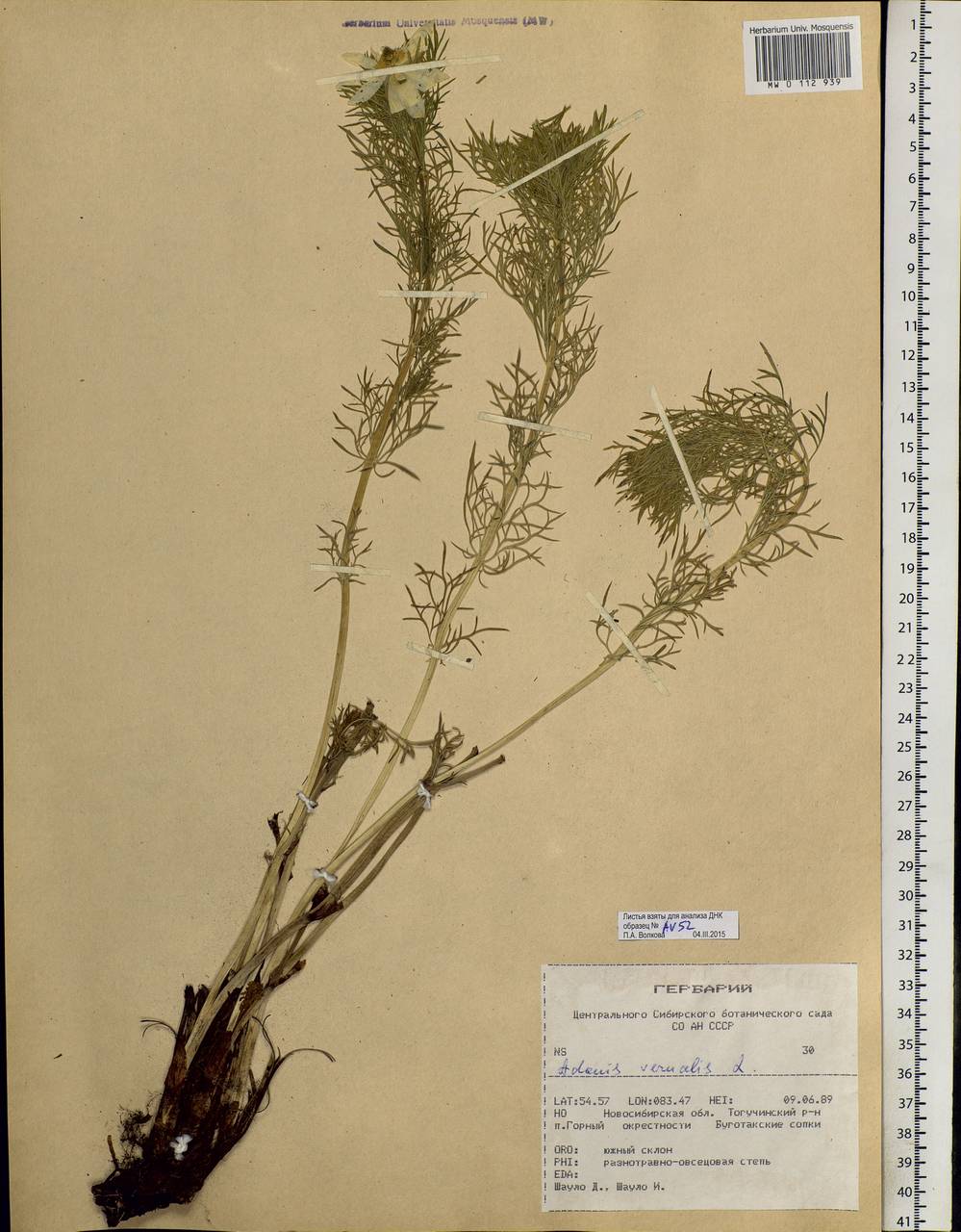 Adonis vernalis L., Siberia, Western Siberia (S1) (Russia)