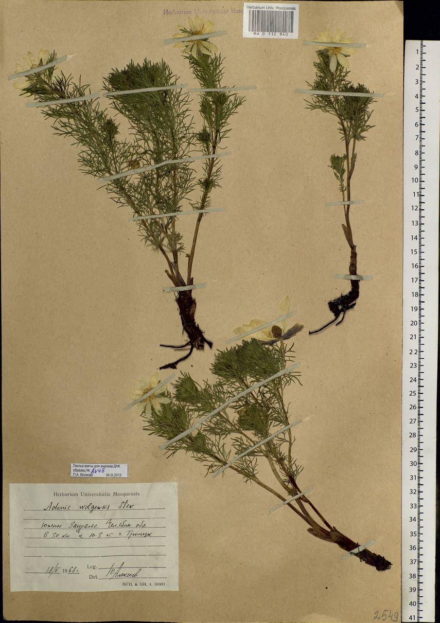 Adonis vernalis L., Eastern Europe, Eastern region (E10) (Russia)