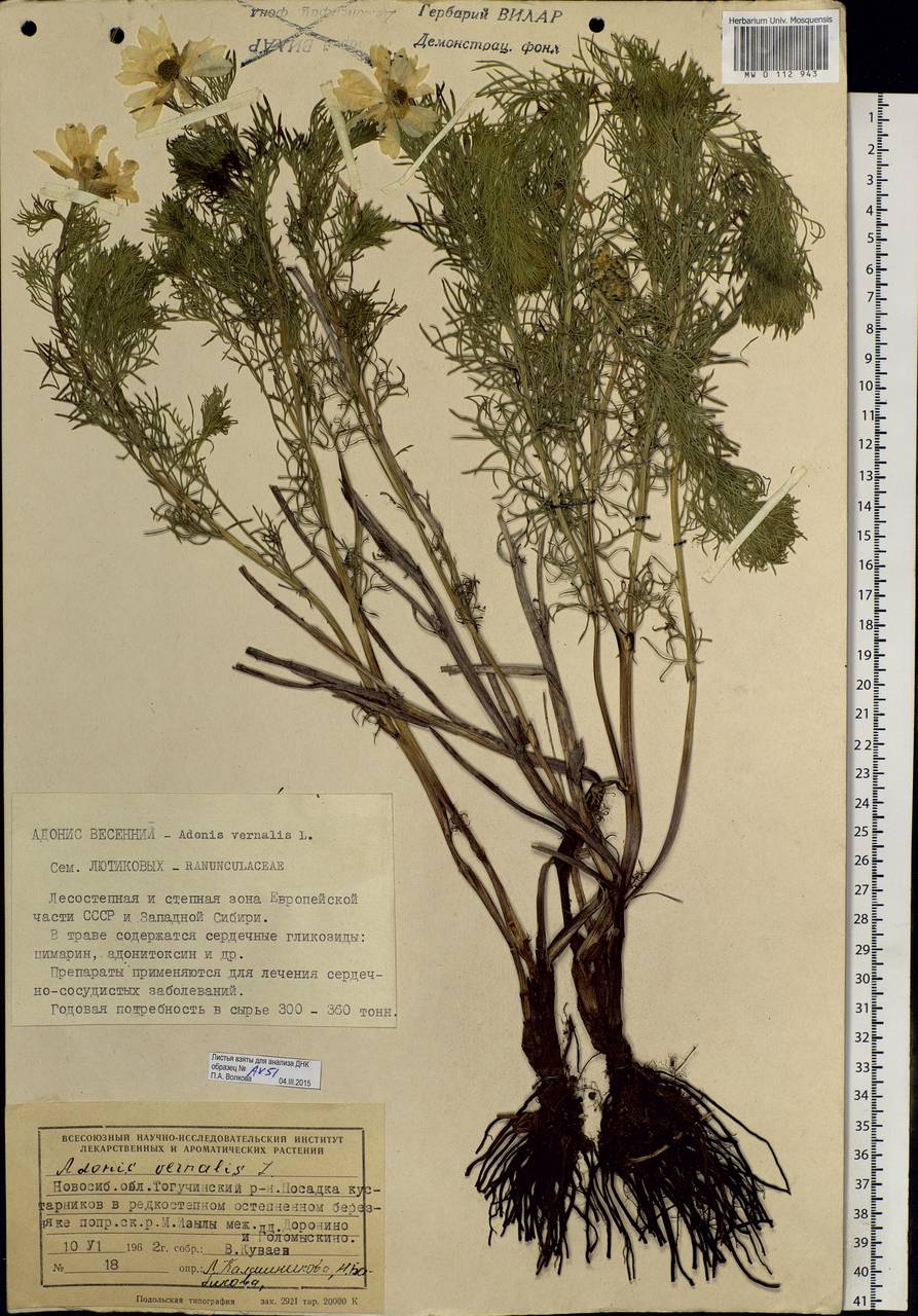 Adonis vernalis L., Siberia, Western Siberia (S1) (Russia)