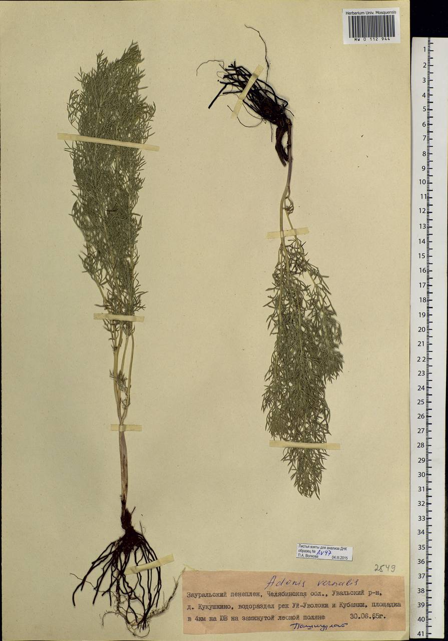 Adonis vernalis L., Eastern Europe, Eastern region (E10) (Russia)