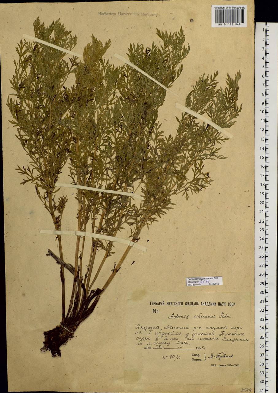 Adonis sibirica Patrin ex Ledeb., Siberia, Yakutia (S5) (Russia)