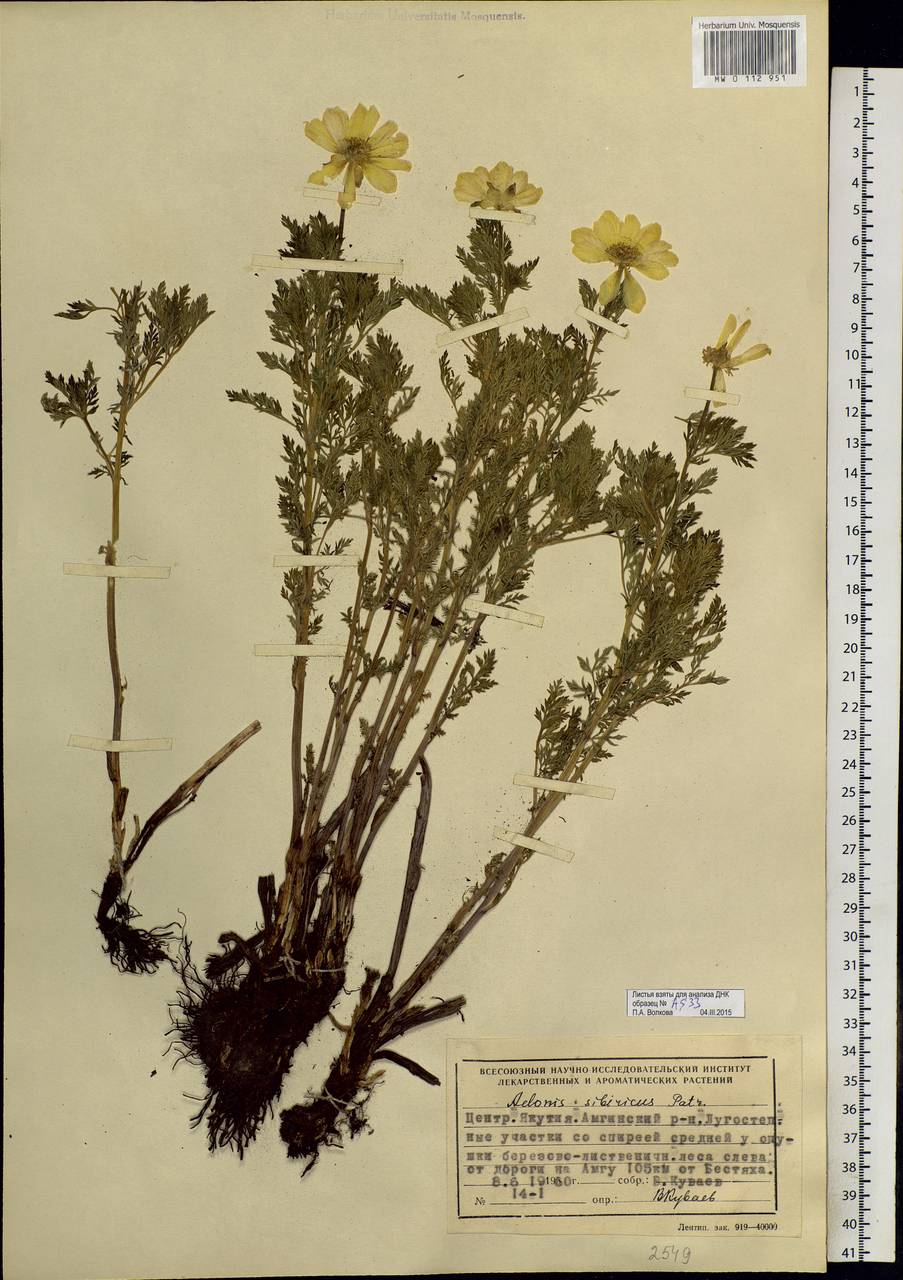 Adonis sibirica Patrin ex Ledeb., Siberia, Yakutia (S5) (Russia)